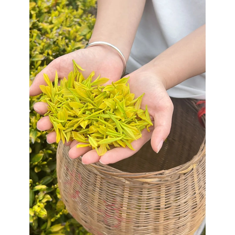 Genuine Huangjin Ya Mingqian Tea Rain Before Grain Super Grade Green Tea Loose Leaf Authentic Chinese Premium Harvest