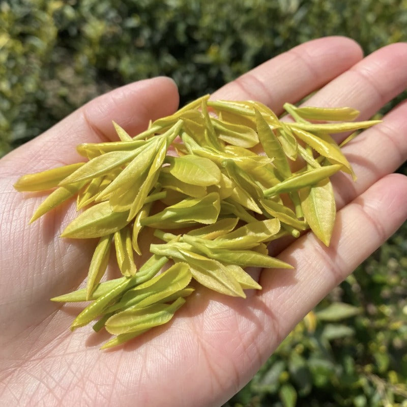 Genuine Huangjin Ya Mingqian Tea Rain Before Grain Super Grade Green Tea Loose Leaf Authentic Chinese Premium Harvest